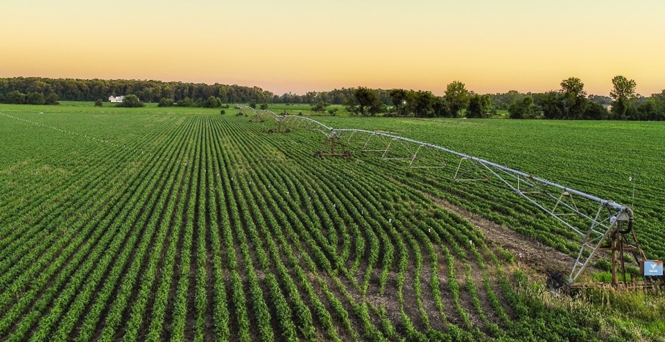 An aerial picture taken from a drone of a corn field with an irrigator.